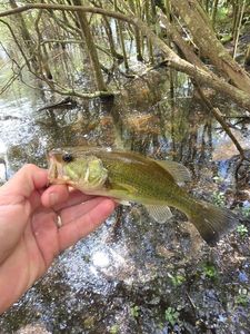 Largemouth Bass