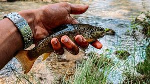 Brown Trout