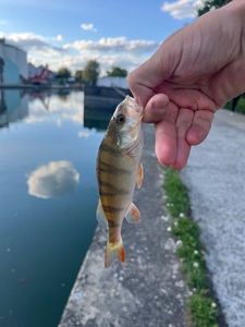 European Perch