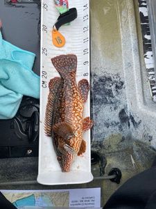 Ballan Wrasse