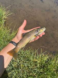 Brown Trout