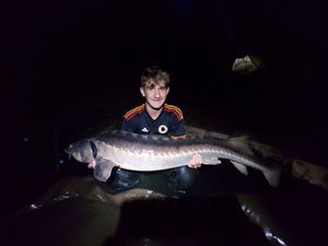 Beluga Sturgeon (European Sturgeon)
