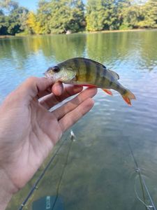 European Perch