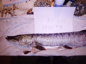 Northern Pike