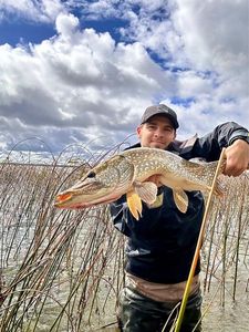 Northern Pike