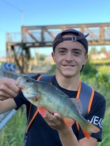 European Perch