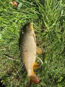 Common Carp