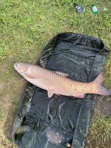 Grass Carp