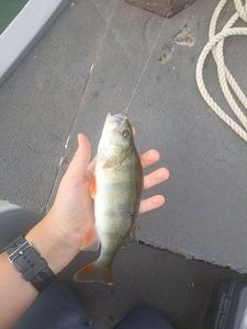 European Perch