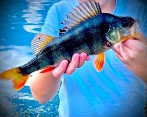 European Perch