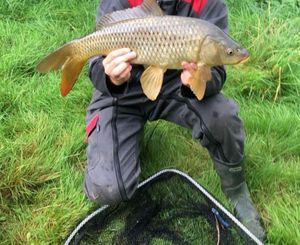 Common Carp