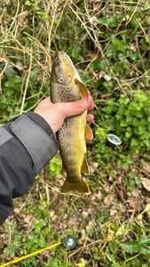 Brown Trout