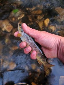 Brown Trout