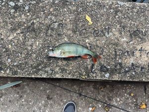 Yellow Perch