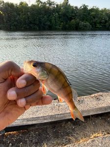 European Perch