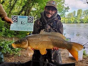 Common Carp