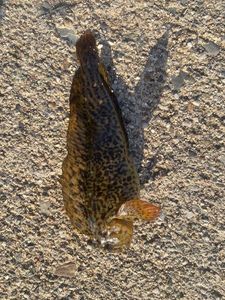 Black Goby