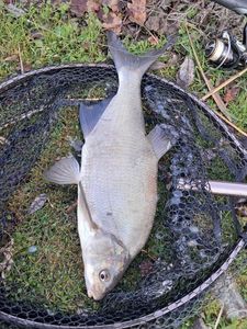 Common Bream