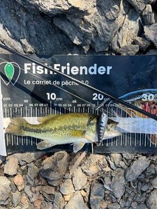 Largemouth Bass
