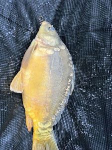 Mirror Carp
