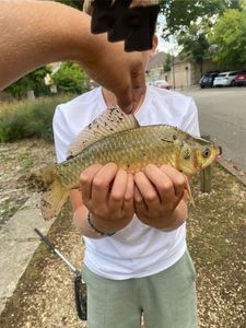Common Bream