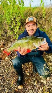 European Perch