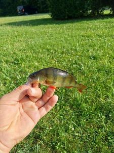 European Perch