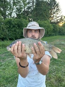 Crucian Carp