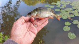 European Perch