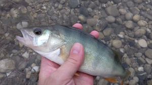 European Perch