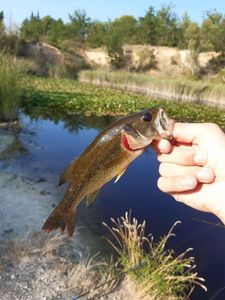 Largemouth Bass