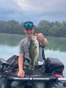 Largemouth Bass