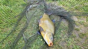 Tench
