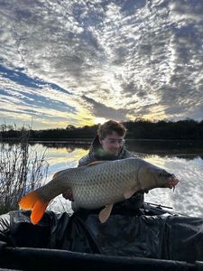 Common Carp