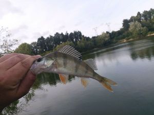 European Perch