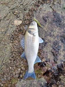European Bass (Seabass)