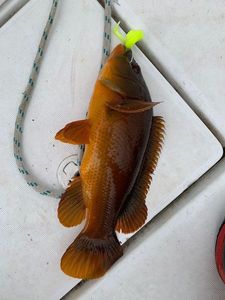 Ballan Wrasse