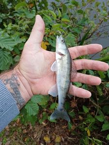 Zander