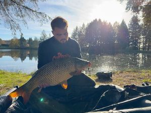 Common Carp