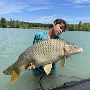Common Carp
