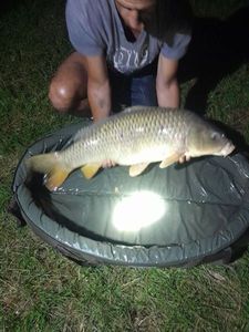 Common Carp