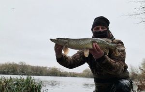 Northern Pike