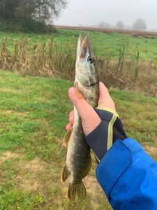 Northern Pike