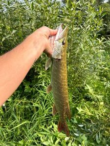 Northern Pike