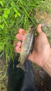 Brown Trout