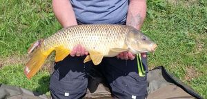 Common Carp