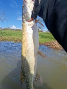 Northern Pike