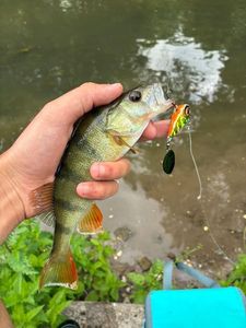 European Perch