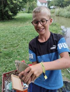 Common Bream