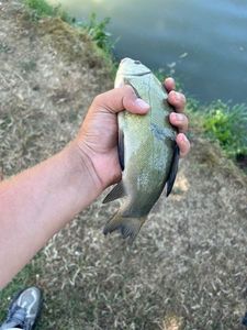 Tench